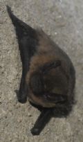 Pipistrellus kuhlii